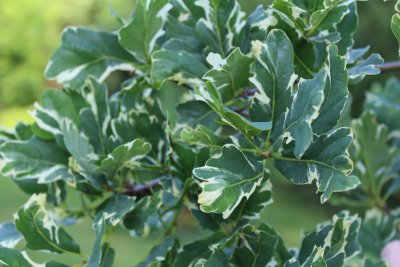 Quercus robur 'Argenteomarginata' - dub letní - jarní listy